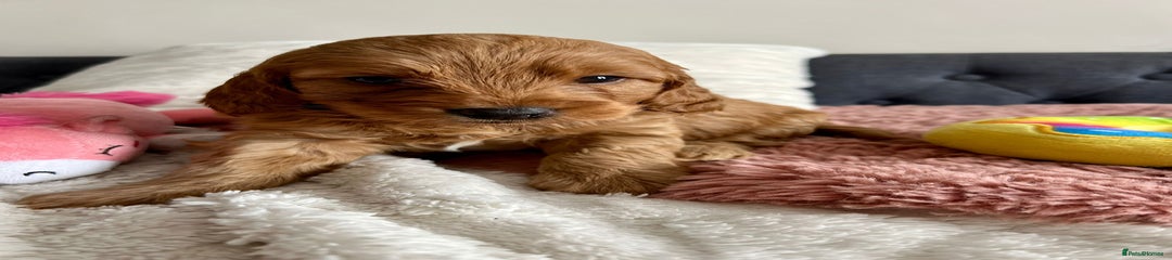 Cockapoo Puppy 3