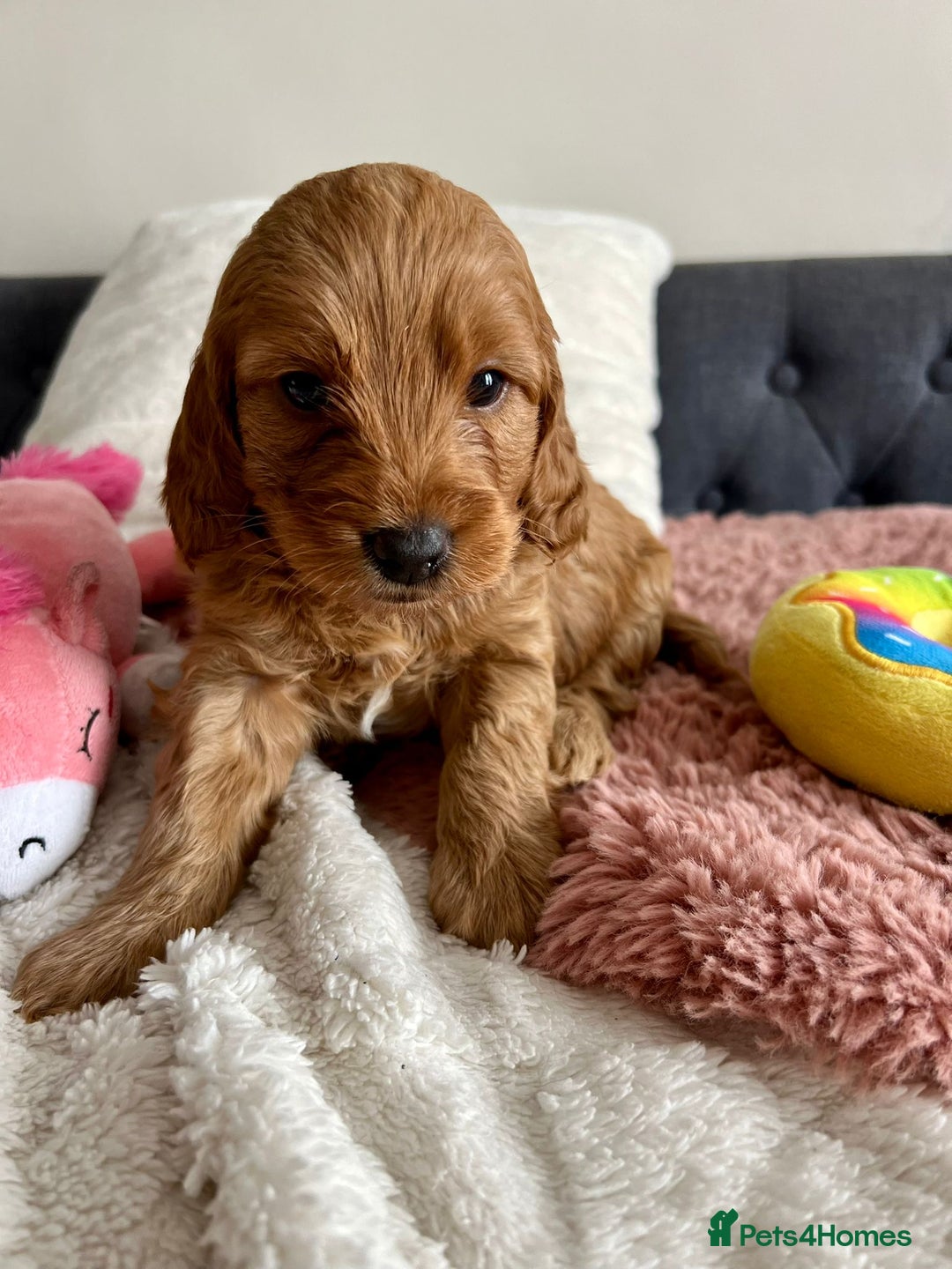 Cockapoo dogs for sale: Adorable Cockapoo puppies waiting for You!  - Image 10