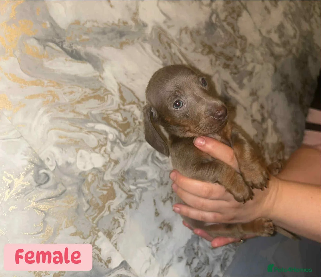 Miniature Dachshund dogs for sale: Minature Dachshund puppys  - Advert 17