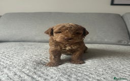 Cavapoo dogs for sale: Cavapoo Puppies for Sale - Image 15