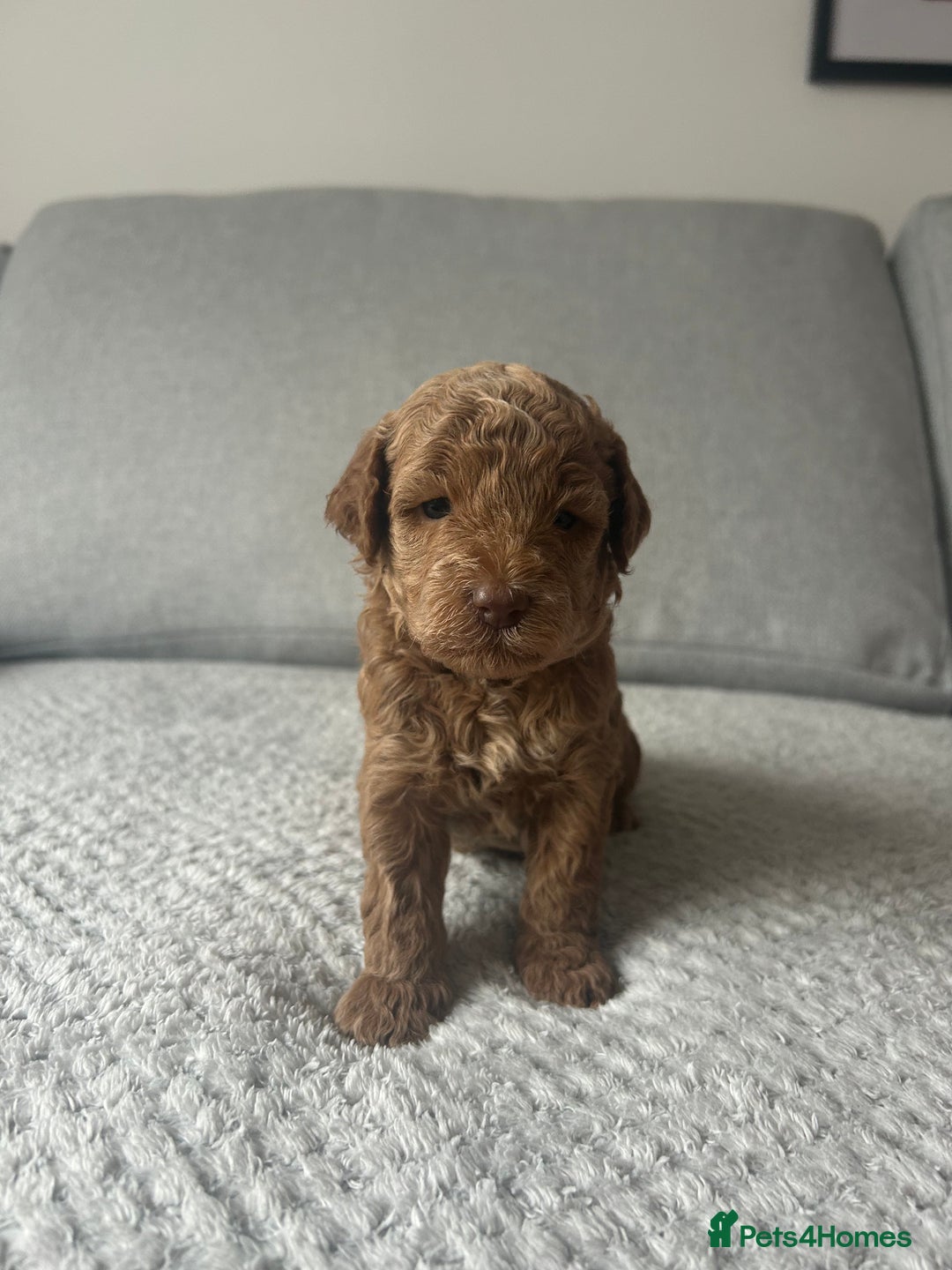Cavapoo dogs for sale: Cavapoo Puppies for Sale - Image 15