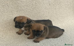 Jack Russell dogs for sale: Jack russel puppies  - Image 8