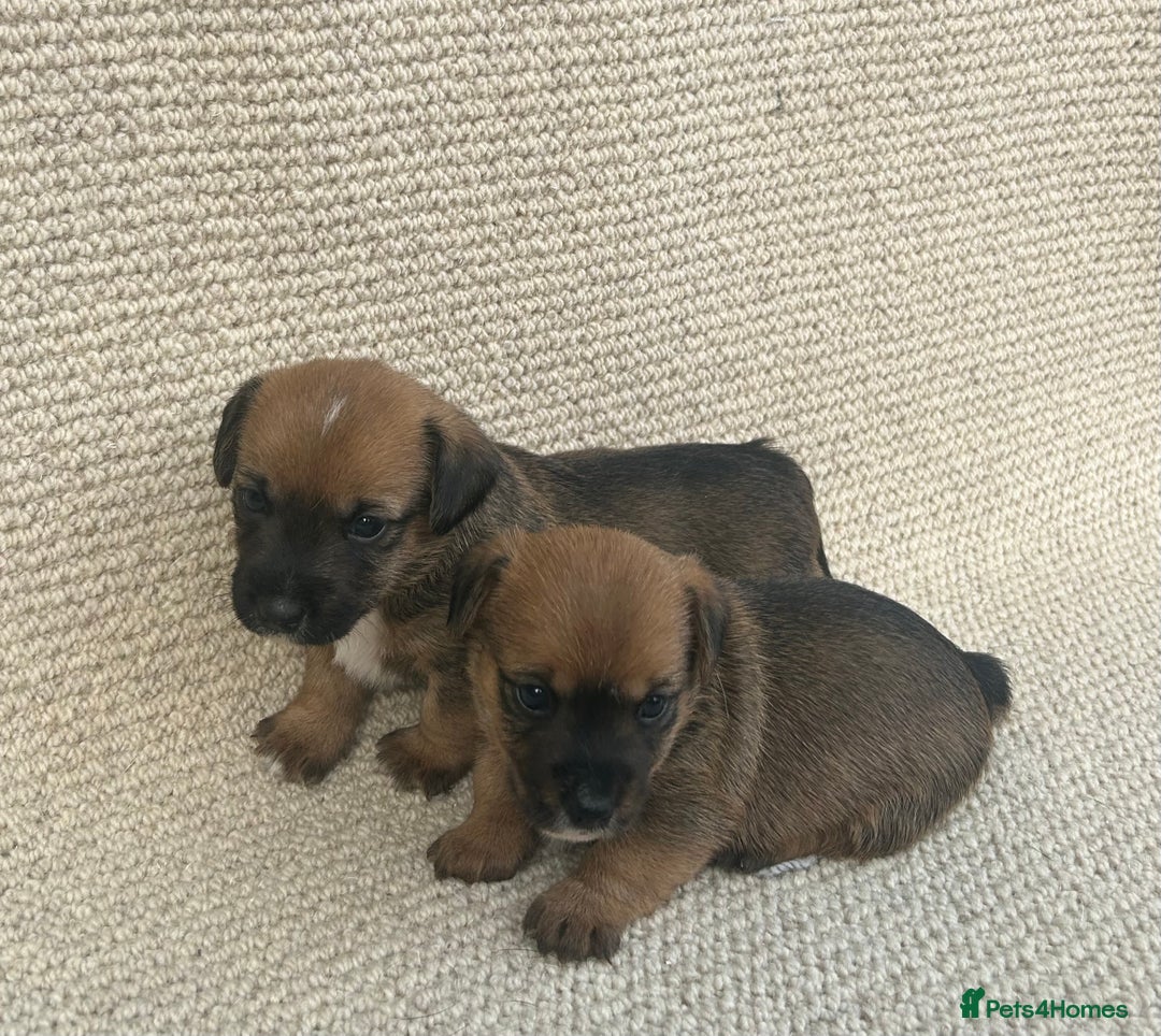 Jack Russell dogs for sale: Jack russel puppies  - Image 8