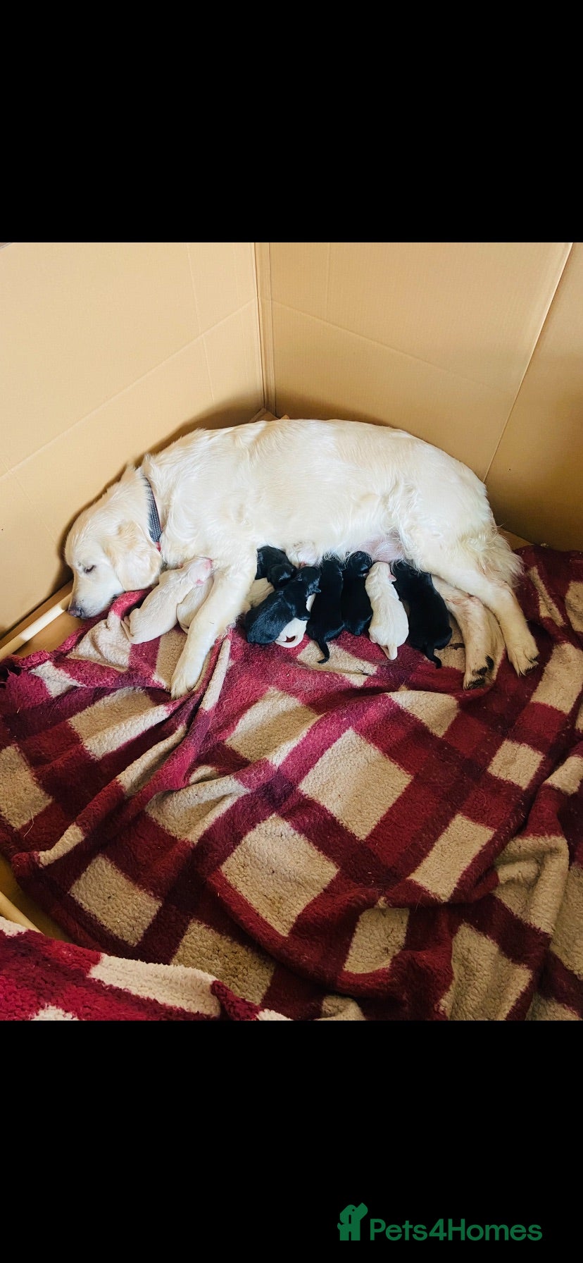 Mixed Breed dogs 10 splendid Coltriver Puppies ready to bring joy - Advert 1
