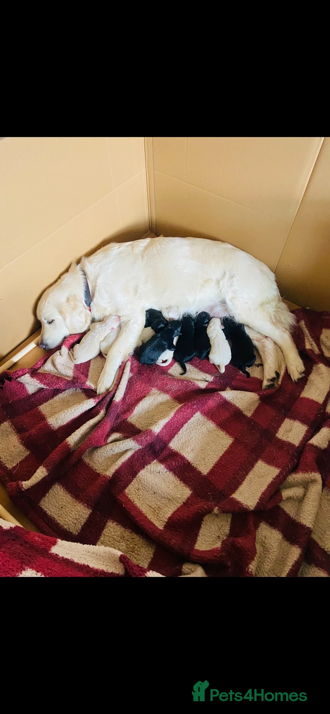 Mixed Breed dogs for sale: 10 splendid Coltriver Puppies ready to bring joy - Advert 1