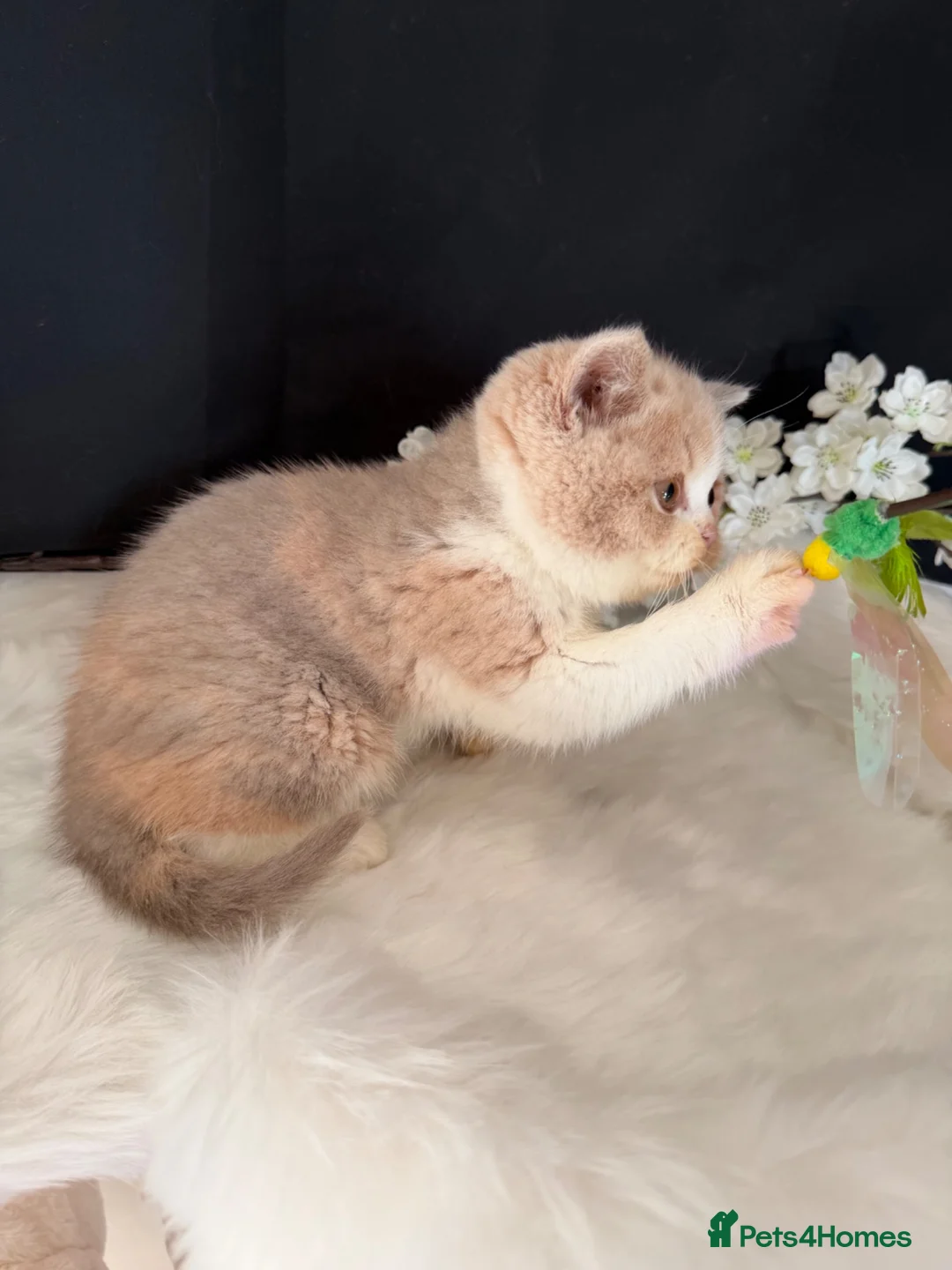 British Shorthair cats for sale: READY NOW  - Full Pedigree Registered BSH  - Advert 2