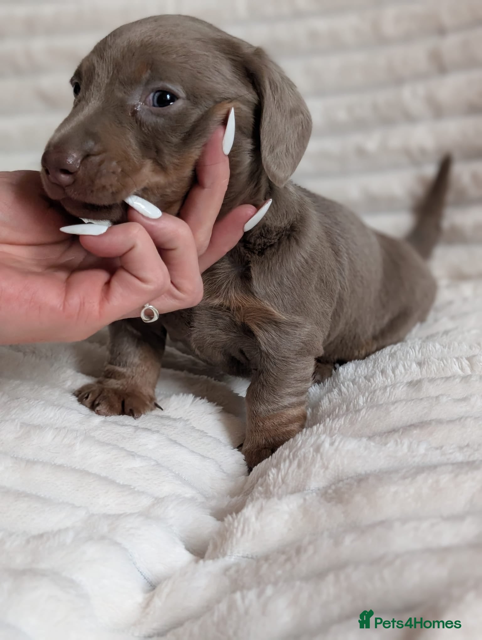 Miniature Dachshund dogs Ready for their new families this weekend - Advert 22