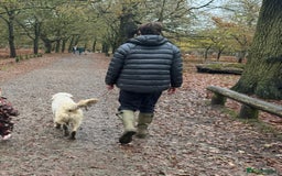 Golden Retriever dogs for sale: 1 year old advanced trained golden retriever  - Image 6