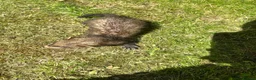 Ferret rodents for sale: Baby Ferret - Advert 18