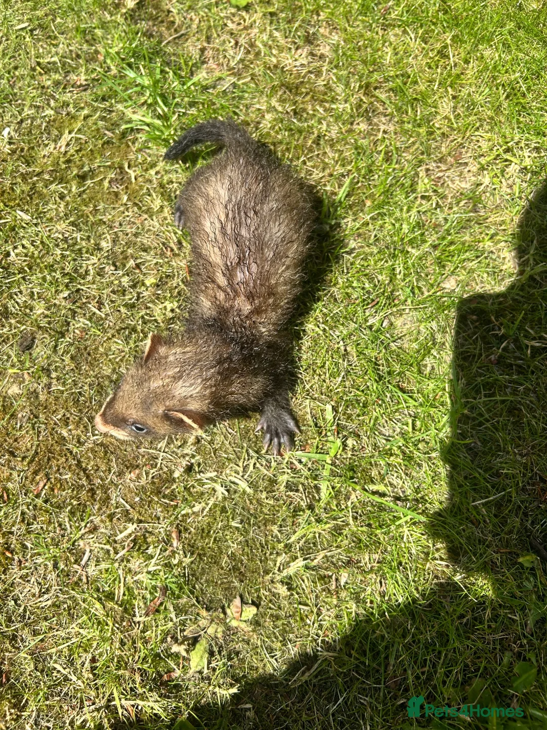 Ferret rodents for sale: Baby Ferret - Advert 18
