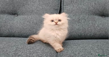 Scottish Fold cats - Advert 8