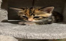 Domestic Shorthair cats for sale: 4 domestic shorthair kittens - Image 8