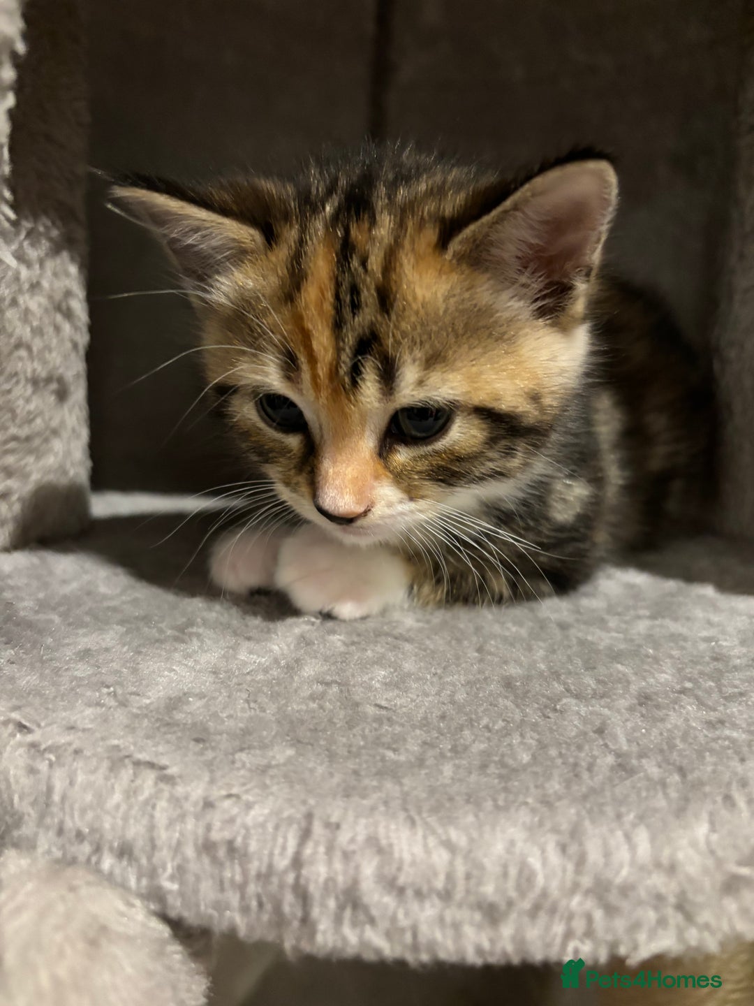 Domestic Shorthair cats for sale: 4 domestic shorthair kittens - Image 8