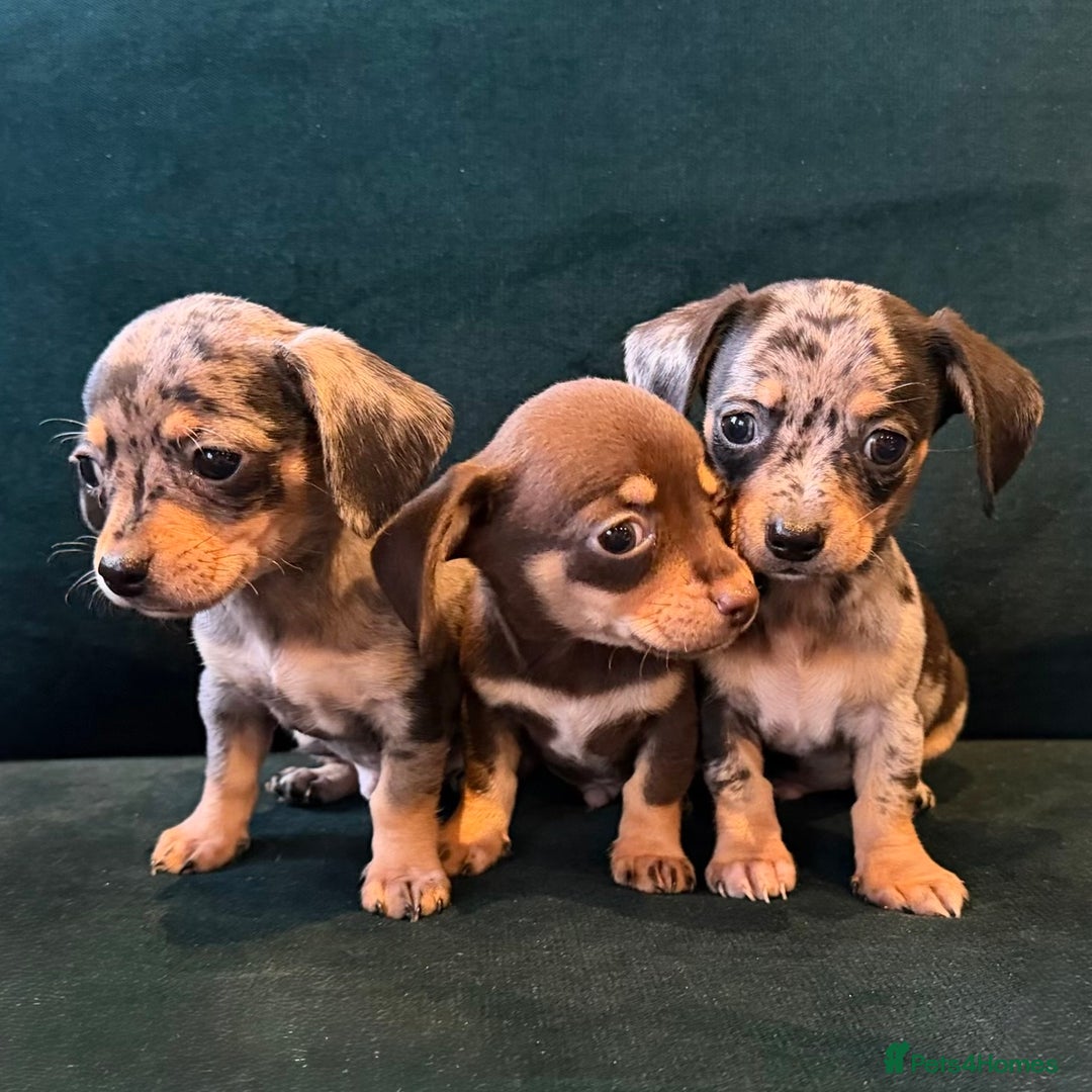 Mixed Breed dogs for sale: Chihuahua cross dachshund puppies  - Advert 4
