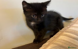 British Shorthair cats for sale: Two black tabby male kittens - Image 1