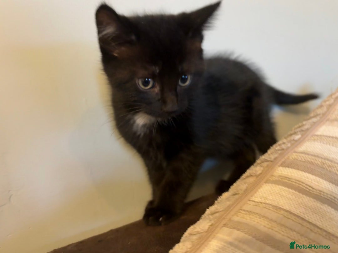British Shorthair cats for sale: Two black tabby male kittens - Image 1