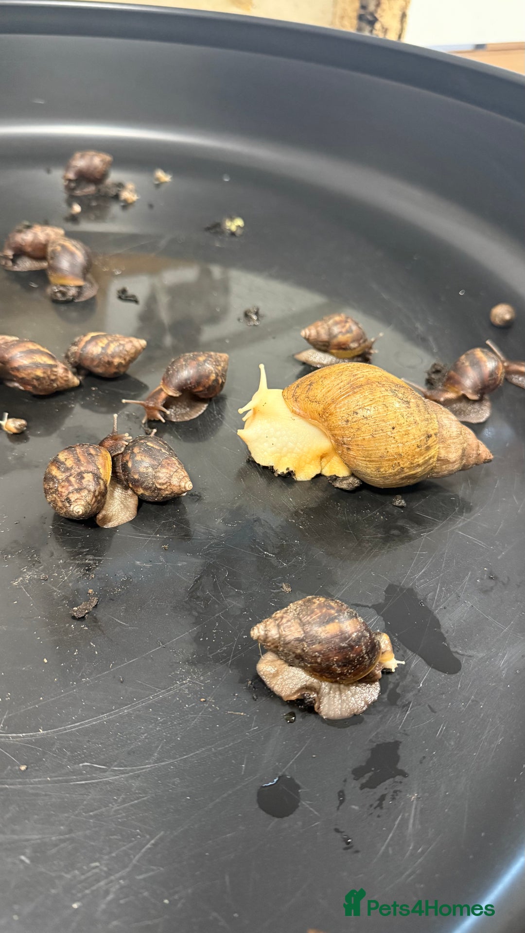 Snails invertebrates for sale: GIant African land snail babies  - Advert 4