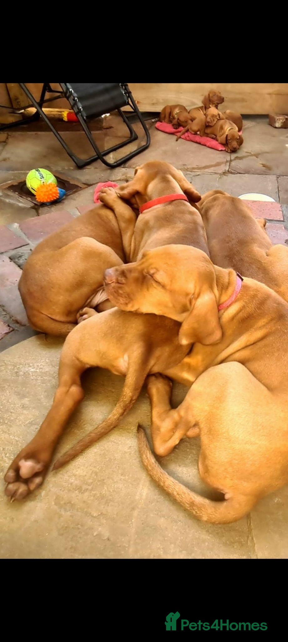 Hungarian Vizsla dogs Hungarian Vizsla - Advert 1