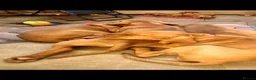Hungarian Vizsla dogs for sale: Hungarian Vizsla - Advert 10