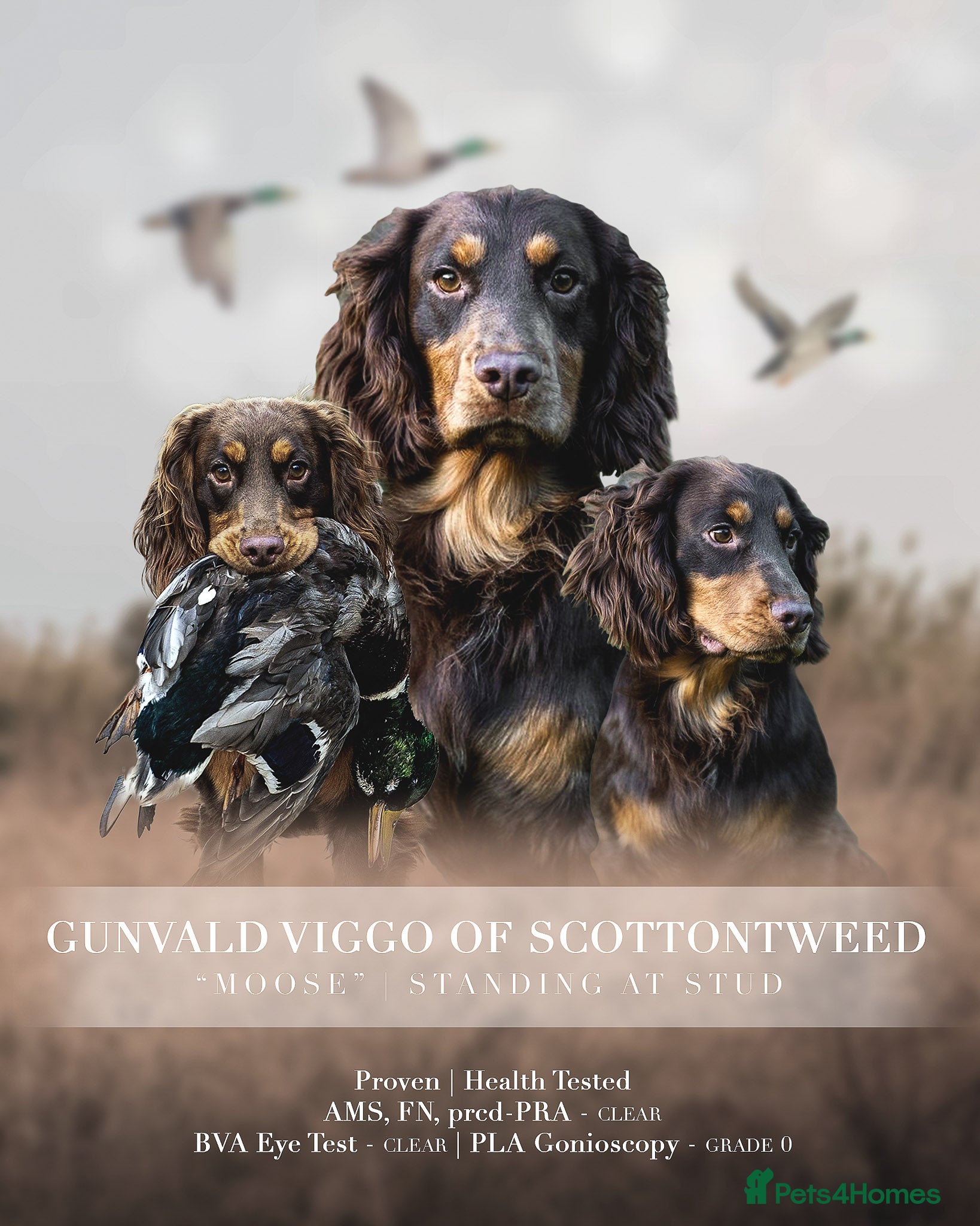 Cocker Spaniel dogs Working Chocolate & Tan Stud in Bedale - Advert 14