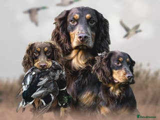 Cocker Spaniel dogs Working Chocolate & Tan Stud in Bedale - Advert 19