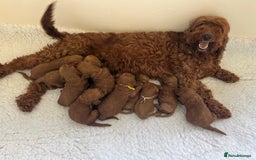 Goldendoodle dogs for sale: Outstanding Quality health tested Goldendoodles  - Image 2
