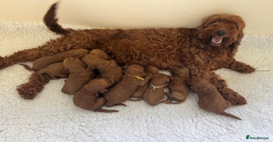 Goldendoodle dogs - Advert 2