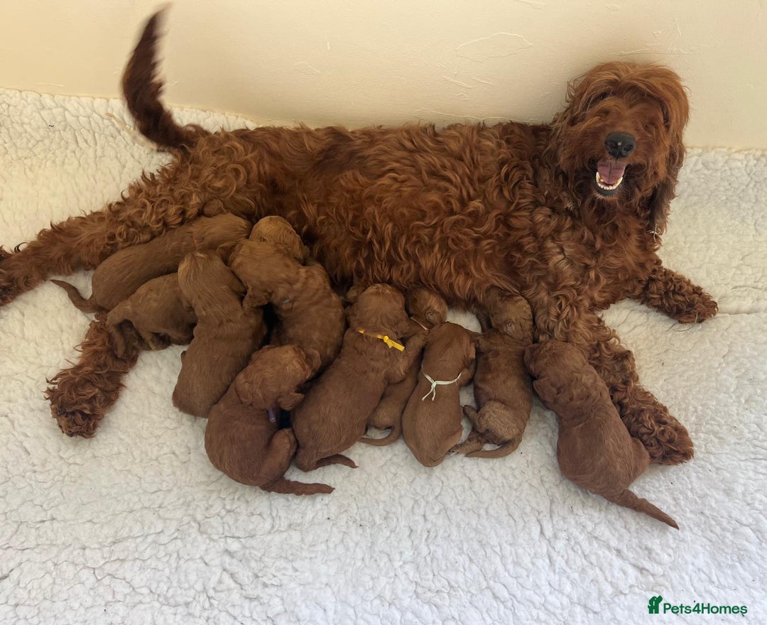 Goldendoodle dogs for sale: Outstanding Quality health tested Goldendoodles  - Image 2
