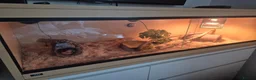 Corn Snake reptiles for sale: Chase our Corn snake - Advert 4
