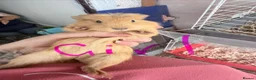 Guinea Pig rodents for sale: 16 baby guinea pigs - Advert 13
