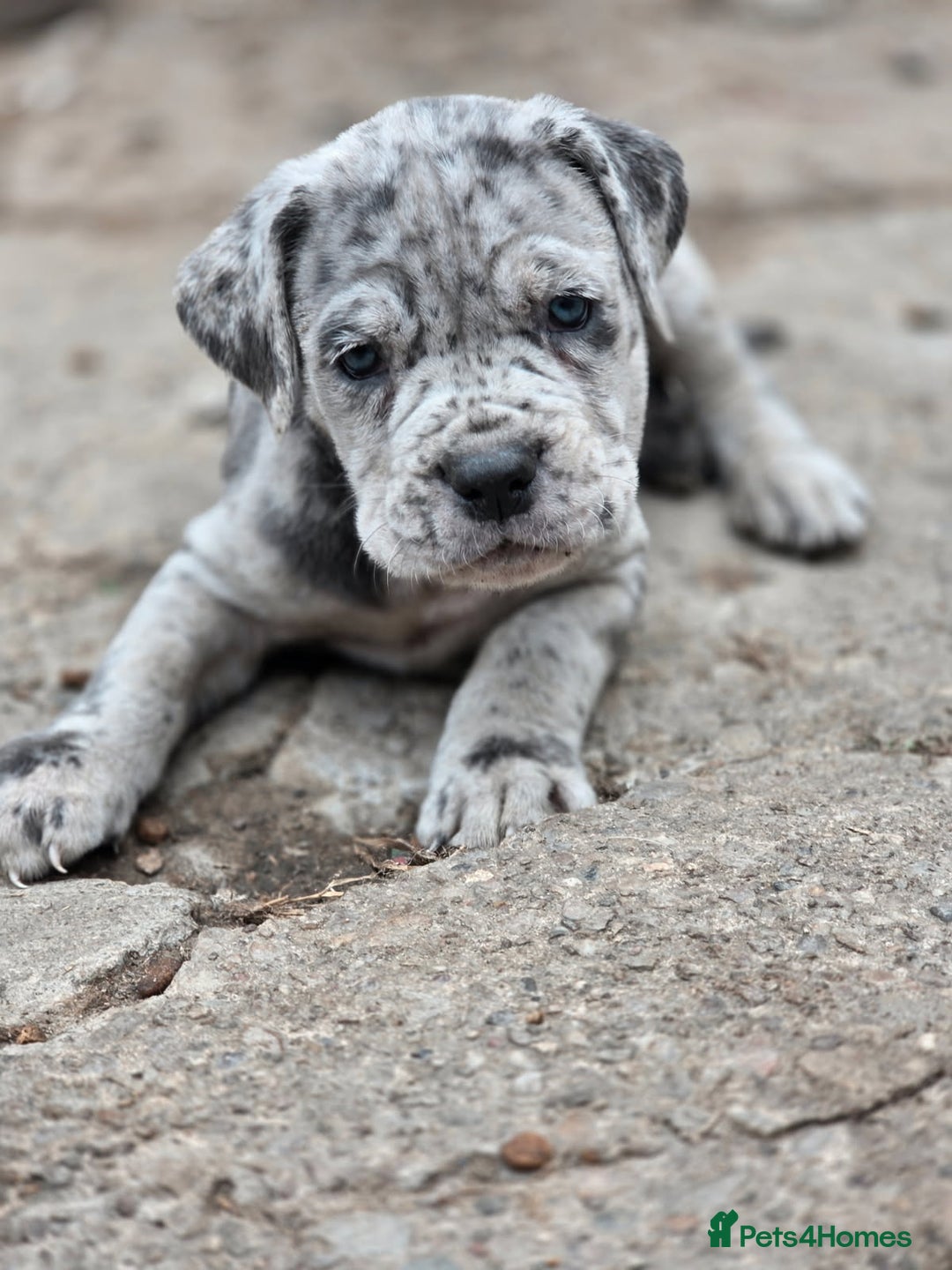 Cane Corso dogs for sale: Look 👀 absolutely stunning cane corso. - Image 5