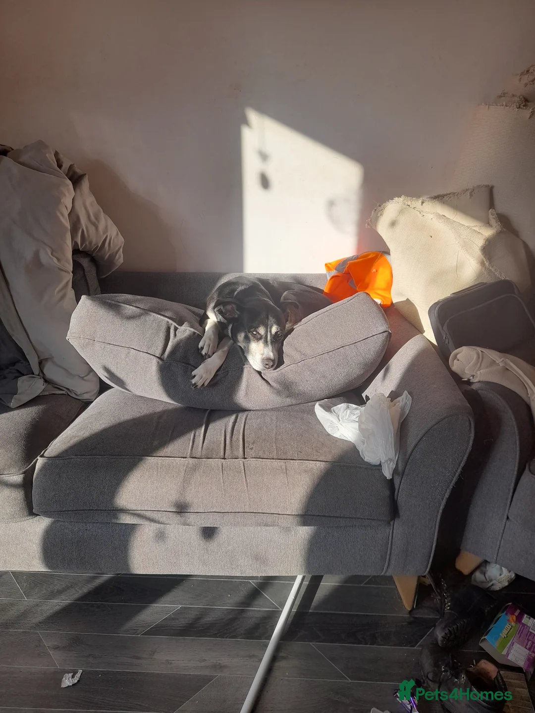 Mixed Breed dogs for sale: Hollie in Pershore - Advert 3