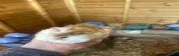 Guinea Pig rodents for sale: Male guinespigs  - Advert 5