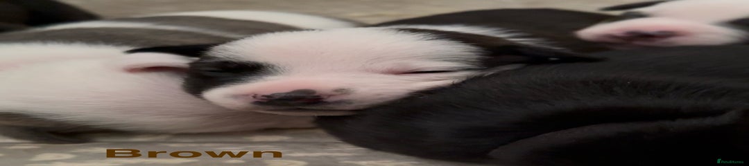 Mixed Breed Puppy 5