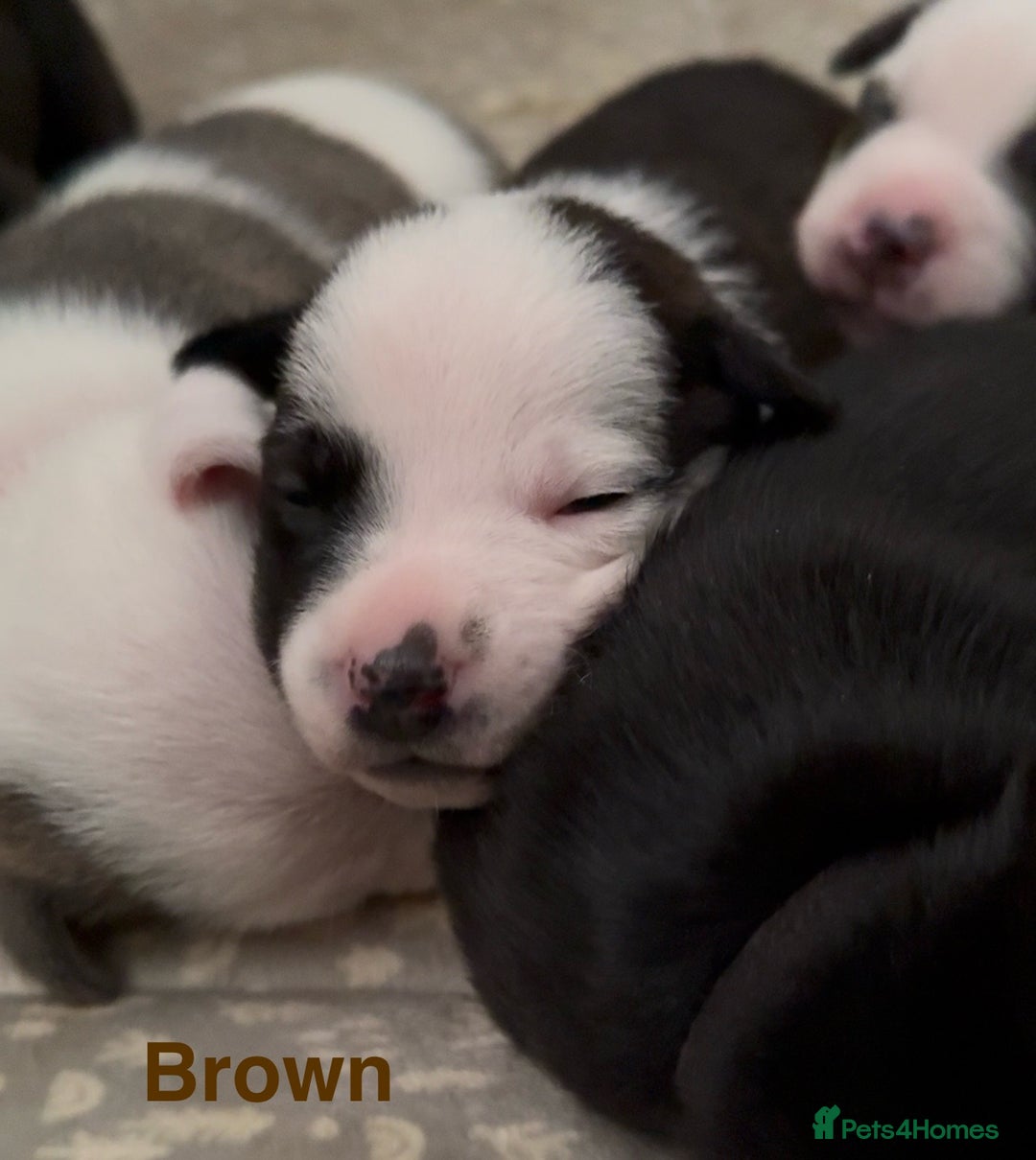 Mixed Breed dogs for sale: Staffie mix puppies - Image 12