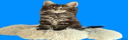 Maine Coon cats for sale: Show quality Maine coon kittens - Advert 16