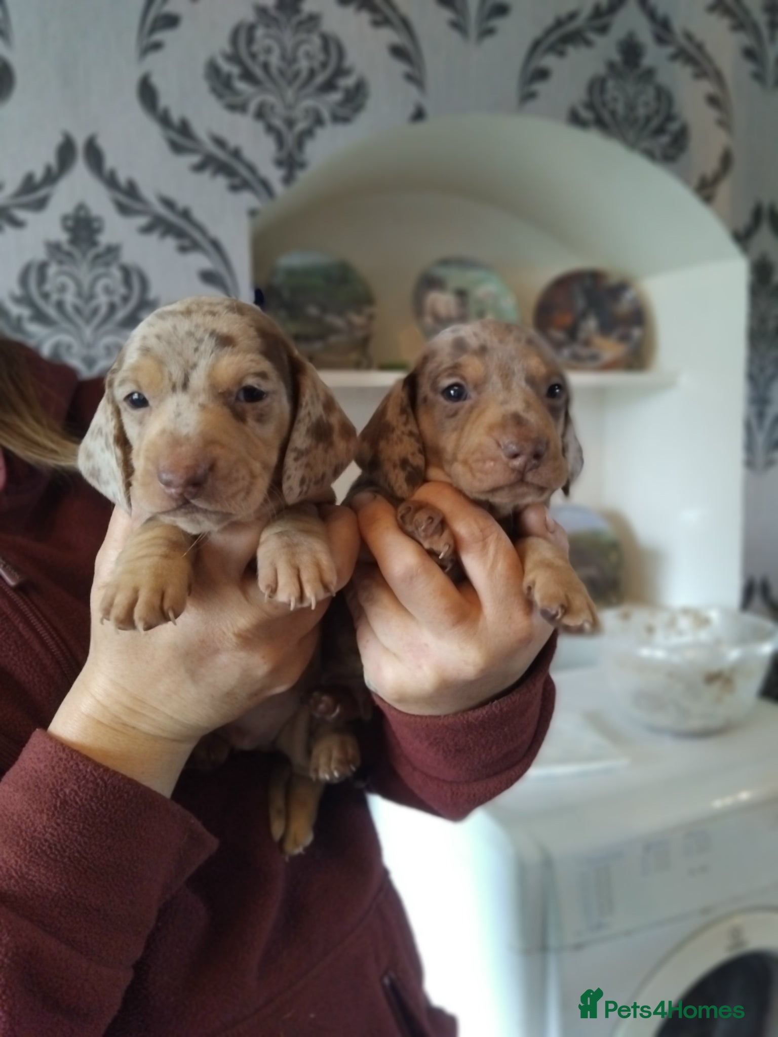 Miniature Dachshund dogs Miniature dachshund  - Advert 1