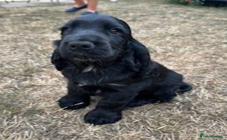 Cocker Spaniel dogs - Advert 3