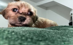 Mixed Breed dogs for sale: Puppies need loving homes - Image 5