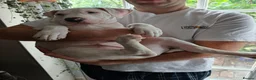 American Bulldog dogs for sale: Exceptional American Bulldog Puppies - Advert 12