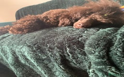 Cavapoo dogs for sale: 🐩 Stunning Chocolate KC Poodle – Lorde– 🐩 - Image 11
