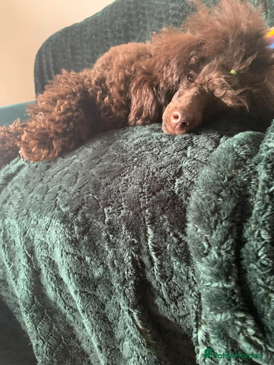 Cavapoo dogs for sale: 🐩 Stunning Chocolate mini KC Poodle – Lorde– 🐩 - Advert 9