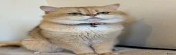 British Shorthair cats for stud: British Shorthair - Advert 11