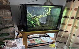 Chameleon reptiles for sale: Beautiful very tame panther chameleon  - Image 2