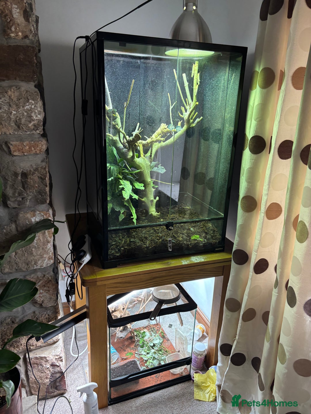 Chameleon reptiles for sale: Beautiful very tame panther chameleon  - Image 2