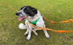 Mixed Breed dogs for adoption: Meet Penny, currently residing in Cheshire  - Advert 6
