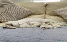 Maltese dogs for sale: Gorgeous pure white Maltese puppies! - Image 1