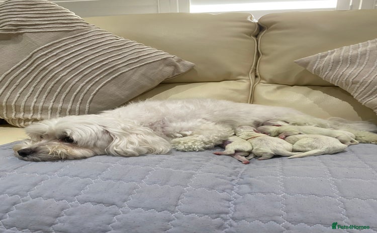Maltese dogs - Advert 2