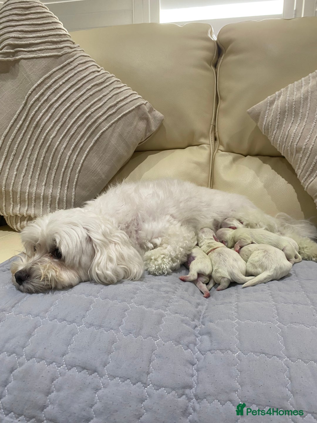 Maltese dogs for sale: Gorgeous pure white Maltese puppies! - Image 1