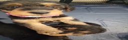 Airedale Terrier dogs for sale: Airedale terrier puppies  - Advert 14